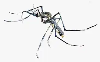 Adulto da subfamília Toxorhynchitinae.