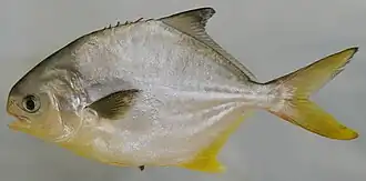 Trachinotus carolinus