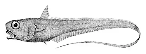 Trachonurus sulcatus