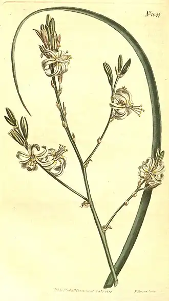 Trachyandra revoluta