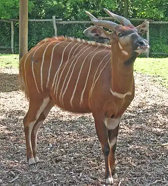Bongo (Tragelaphus eurycerus) no Zoológico de Roterdã, nos Países Baixos