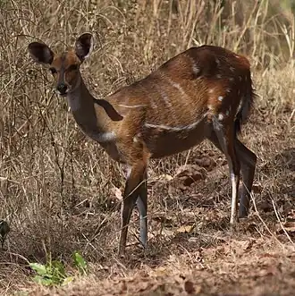 Fêmea no Parque Nacional Molé, em Gana