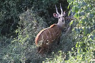Macho no Parque Nacional de Niokolo-Koba, em Senegal