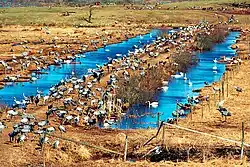 Os grous no Lago Hornborgasjön