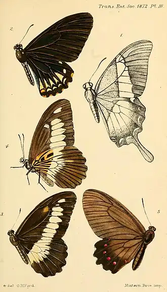 A Ilustração de P. burchellanus feita para a ciência por ocasião de sua descrição original no Transactions of the Entomological Society of London; pl. III, fig. 5., abaixo à direita (1872).