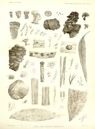 Desenhos de Berkeley e Broome, de 1887, de vários fungos australianos, incluindo Tympanis toomansis (números 18 a 22)