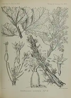 Dendrosicyos socotranus (ilustração).