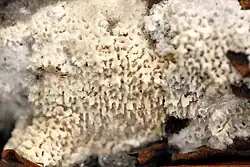 Trechispora mollusca