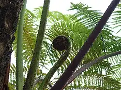 Feto-arbóreo na Malásia