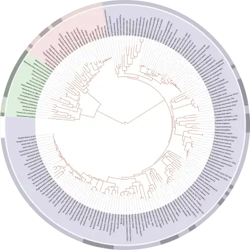 Gráfico da árvore da vida de David Hillis de 2008, baseado inteiramente em genomas sequenciados.