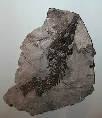 Fóssil, Staatliches Museum für Naturkunde Stuttgart