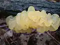 Tremella encephala.