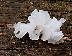 Tremella fuciformis (Tremellomycetes)