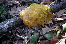 Tremella mesenterica