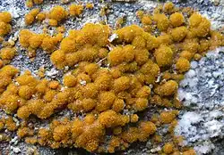 Trentepohlia aurea (Tauberland, Alemanha).