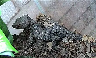 Tribolonotus gracilis