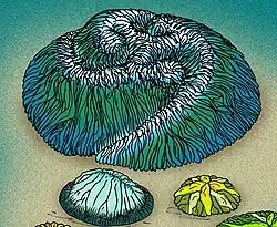 Tribrachidium, um Trilobozoa (possível cnidário)