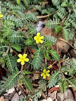 Tribulus terrestris.
