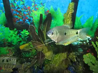 Trichogaster trichopterus