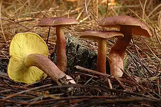 Tricholomopsis rutilans Bosque de pinheiros, Galícia