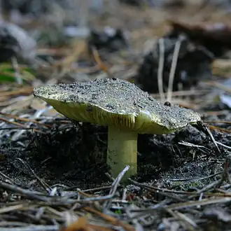 Tricholoma equestre, Massachusetts, EUA