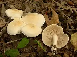 Tricholoma album