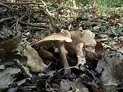 Tricholoma quercetorum