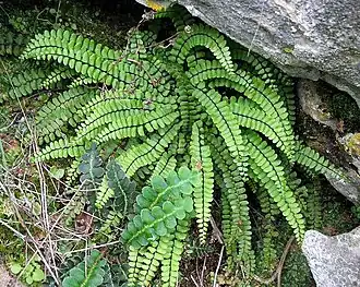 Asplenium trichomanes subsp. quadrivalens na Serra de Grazalema.