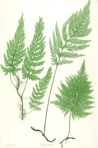 Vandenboschia speciosa