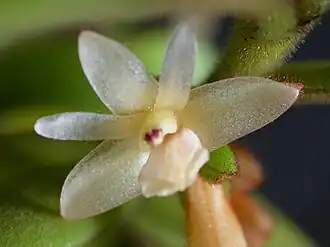 Trichotosia velutina