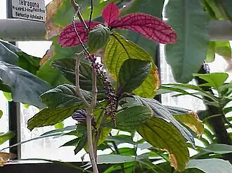 Trichstigma_peruvianum