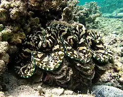 Tridacna squamosa (la Réunion)