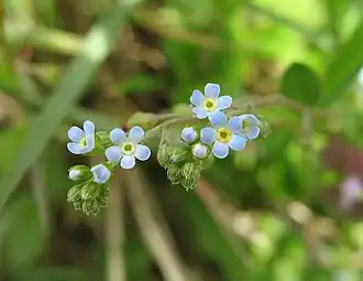 Trigonotis peduncularis