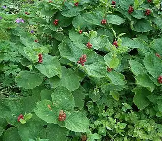 Triosteum himalayanum