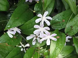 Tripladenia cunninghamii
