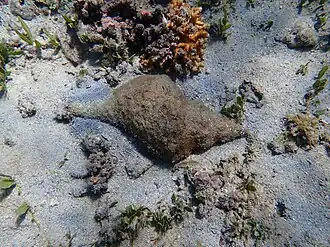 Uma concha de Triplofusus princeps (G. B. Sowerby I, 1825),[1] repousa no leito marinho. Espécime avistado em Coiba, na costa pacífica do Panamá, província de Veráguas.