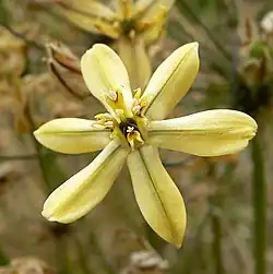 Triteleia ixioides