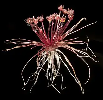 Trithuria submersa, família Hydatellaceae.