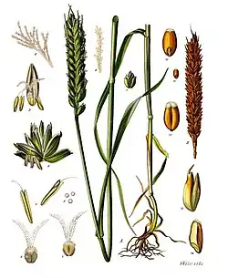 Triticum aestivum L. subsp. aestivum