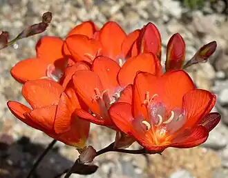 Tritonia crocata