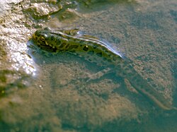 Adulto de tritão-pigmeu