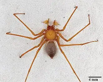 Trogloraptor marchingtoni (macho)