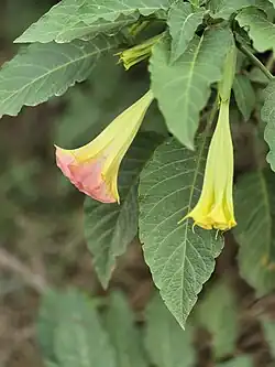Brugmansia 'Feingold'