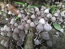 Coprinellus disseminatus