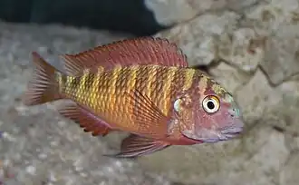 Tropheus moorii