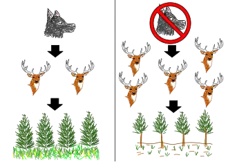 Um diagrama simples de uma cascata trófica. À direita, mostra a ausência de lobos, resultando em um aumento de alces e redução no crescimento da vegetação. À esquerda, mostra a presença de lobos controlando a população de alces.