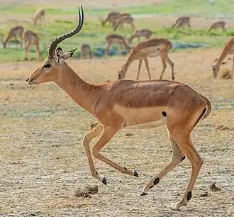 Impala macho no norte de Botswana