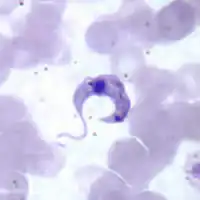 Trypanosoma cruzi, forma flagelada em esfregaço sanguíneo.