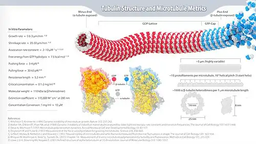 Infográfico de Métricas de Tubulina e Microtúbulos