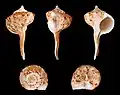 Cinco vistas da concha de Tudicla spirillus (Linnaeus, 1767), um ex Turbinellidae do oceano Índico; agora na família Tudiclidae.[2][10]